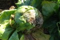 common-lettuce-diseases-feature.jpg