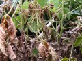 soybean-phytophthora-7.jpeg