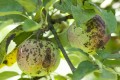 apple-tree-diseases.jpg