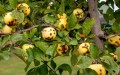 summer-rots-spots-apple-tree-1181842933-dff71abcf86d4095b1dde1a3bf3c5467.jpg