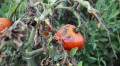 phytophthora-root-rot.jpeg