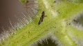 thrips-1l.jpg