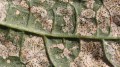 1200x675-fig5-thrips-damage-bean_1.jpg