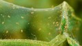 spider-mite_floki_ss-rsz-2.jpg