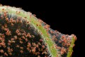 super-macro-photo-of-group-of-red-spider-mite-infestation-on-vegetable.jpg
