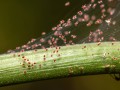 spider-mite-tetranychidae.jpg