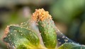 group-of-orange-spider-mites.jpg