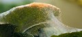 spider-mites-on-indoor-plants-min.jpg