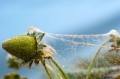 spider-mite-webbing.jpg