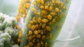 hgic_insects_oleanderaphids_16x9_1.jpg