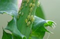 aphids_1.jpg