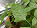 spider-mites_1.jpg