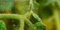 spider_mites_1.jpg