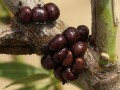 sphaerolecanium-prunastri-576792.jpg