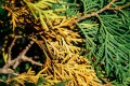 brown-conifer-needles-03.jpg