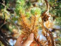 brown-conifer-needles-01.jpg