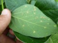 downy-mildew-on-soybean-adam-sisson-p1040071-1300x975.jpg