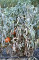 tomato-powdery-mildew-1.jpg