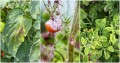 tomato-diseases-feature.jpg