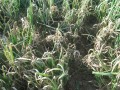 onion-downy-mildew-1l.jpg