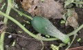 hgic-veg-cucumber-poorpollination-5602351-1400.jpg