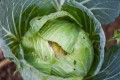 cabbage-rotten-and-damaged-by-insects-pests-organic-vegetables-farming-and-agriculture-industry-nontoxic-clean-food-concept-free-photo.jpg
