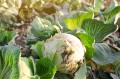 common-cabbage-diseases-cover.jpg